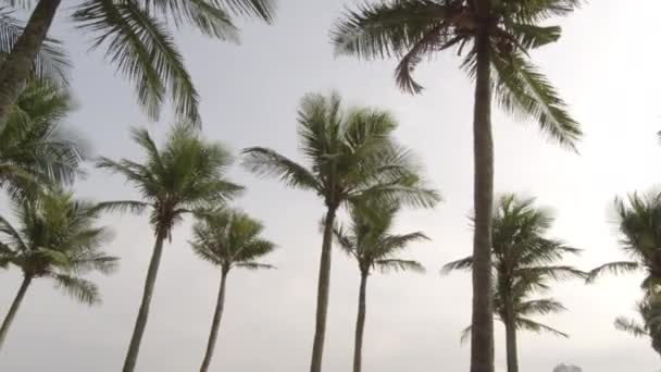Παραλία Στο Ρίο Ντε Τζανέιρο Ψηλά Φοινικόδεντρα Θέα Στον Ωκεανό — Αρχείο Βίντεο