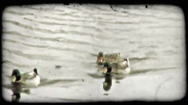 Tiro Grupo Patos Nadando Rio Italiano Vintage Clipe Vídeo Estilizado — Vídeo de Stock