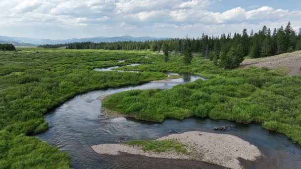 Flying South Fork Madison River Green Landscape Summer — стокове відео