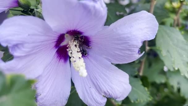 Bin Täckt Pollen Från Hibiscus Blomma När Den Klättrar Runt — Stockvideo