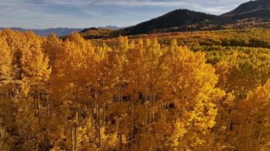 Utah 'ta Wasatch Dağları' ndaki Sonbahar sırasında renkli Aspen ağaçlarının tepelerinde yavaşça uçuyor..