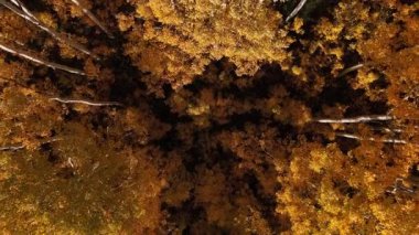 Utah 'ta Wasatch Dağı Eyalet Parkı' ndaki Sonbahar sırasında renkli Aspen Ağaçları üzerinde yükselen hava manzarası.