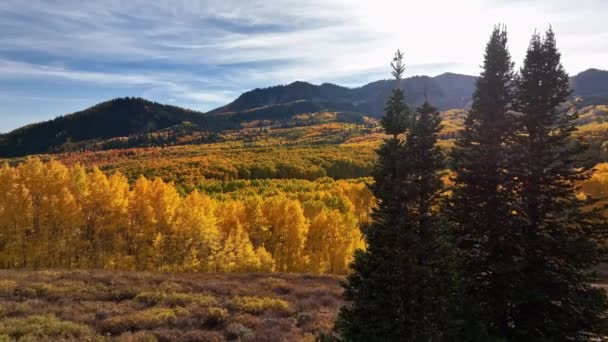 Slowly Flying Pine Trees View Colorful Gold Autumn Landscape Utah — Stock Video