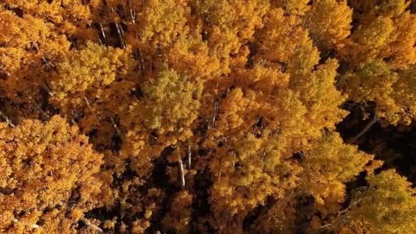 Colorido Follaje Amarillo Durante Otoño Mirando Hacia Abajo Los Árboles — Vídeo de stock