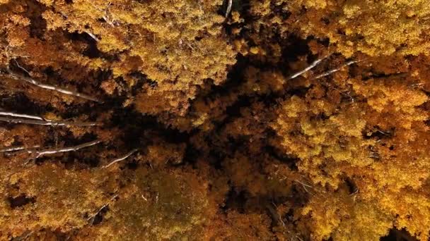 Bajando Lentamente Hacia Bosque Aspen Durante Los Colores Del Otoño — Vídeos de Stock