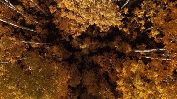 Αύξηση Εναέρια Άποψη Πάνω Από Πολύχρωμα Δέντρα Aspen Κατά Διάρκεια — Αρχείο Βίντεο