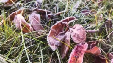 Kışın kırmızı yaprak