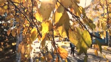 Yaprağın üzerinde güneşli bir gün