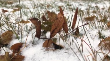 Sonbahar yapraklı kar