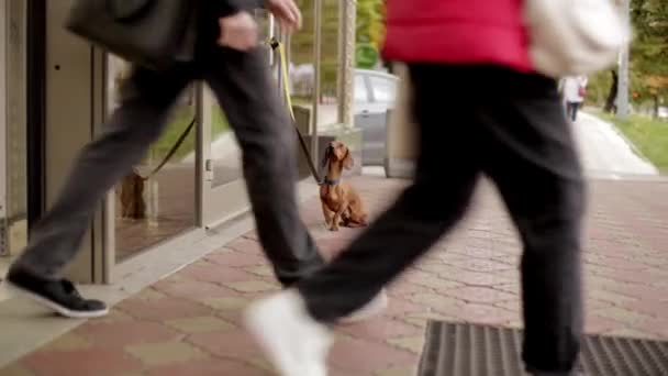 Un pequeño perro salchicha marrón con una correa está esperando al dueño cerca de la tienda en la calle. — Vídeos de Stock