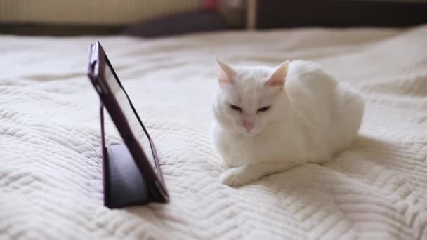Um gato branco em casa jaz em uma cama com um tablet — Vídeo de Stock