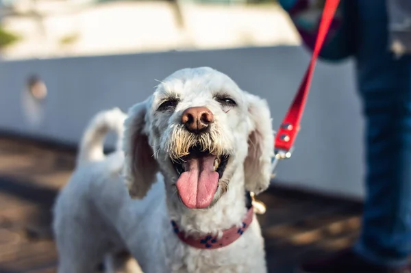 Genç beyaz kaniş köpeğinin güzel portresi gülümsüyor, köprüde duruyor, kameraya bakıyor, veteriner muayenesinden sonra yürüyor, veterinerlik ve hayvan sağlığı konsepti.