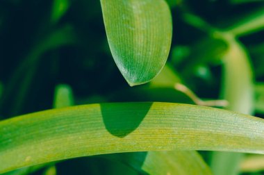 tarımsal bitki örtüsü arka planında açık havada güneş ışığı altında yeşil dokular