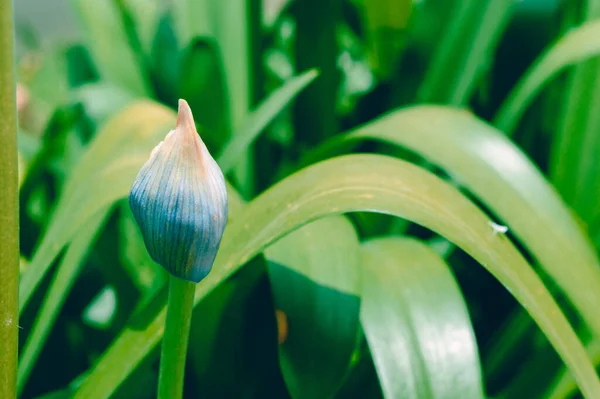 植物纹理的绿色背景 在蓝色花蕾的阳光下在室外 — 图库照片