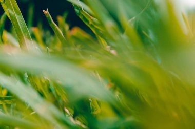 Fotokopi alanı olan kapalı alanda sebze bulanıklığı.