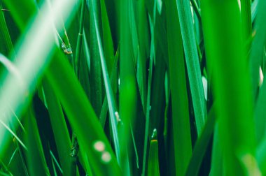 Sebze yeşili dokular, güneşin altındaki otlar, fotokopi alanı.