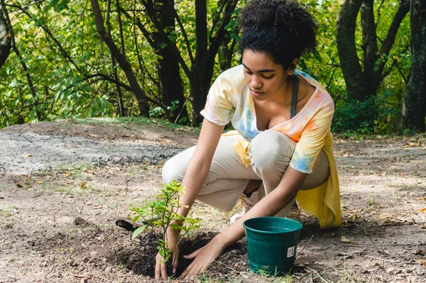 Afro esmer kadın gönüllü doğa koruma için çalışıyor halka açık bir parkta ağaçlar naklediyor..