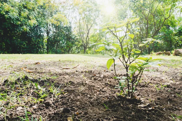 Halka açık bir parkta dikilmiş küçük bir ağaç, çevresel iyileştirme kavramı, kopyalama alanı.