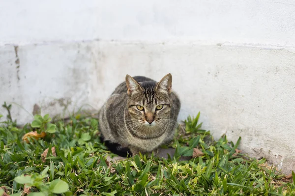 Adult Tabby Cat Sitting Curled Grass Backyard Looking Camera — Stock Photo, Image