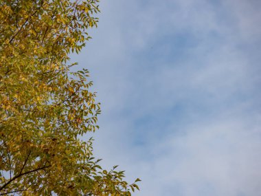 Ağaçta yeşil yosun ve ağaçta yeşil yosun