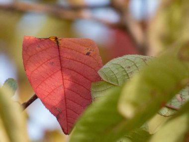 Ağaçta yeşil yosun ve ağaçta yeşil yosun