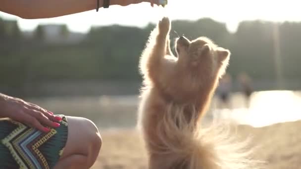 スピッツ犬は所有者の手から食べ物を取る — ストック動画