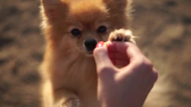 Spitz Dog Takes Food Owner Hand — 图库视频影像