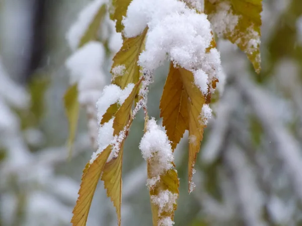 白雪覆盖树枝 树枝上结霜 — 图库照片