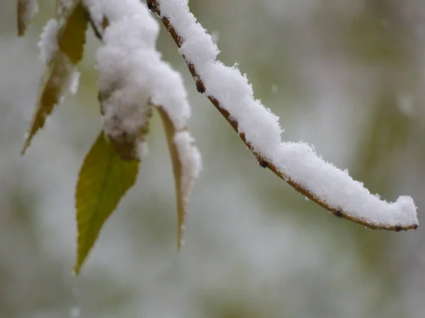 Snow Covered Branches Frost Branches — Stock Photo, Image