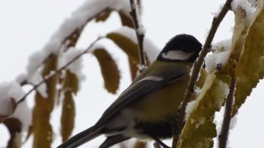 small nimble tit on a branch with the first snow in the city before winter
