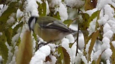 small nimble tit on a branch with the first snow in the city before winter