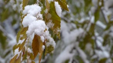 Dalları karla kaplanmış ve dalları buğulanmış