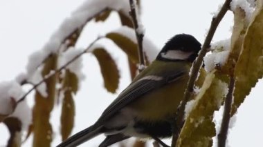 small nimble tit on a branch at the first snow in the city