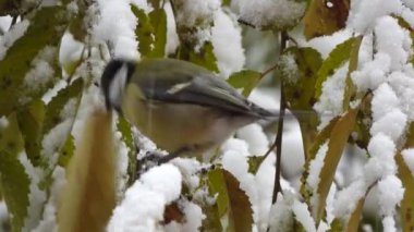 small nimble tit on a branch at the first snow in the city