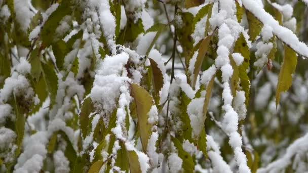 Givre Sur Les Branches Les Branches Enneigées — Video