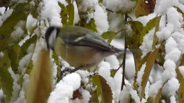 Small Nimble Tit Branch First Snow City Winter — Video