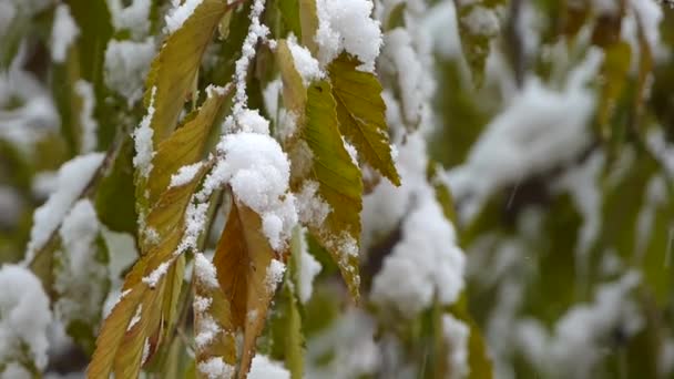 Pokryte Śniegiem Gałęzie Mróz Gałęziach — Wideo stockowe
