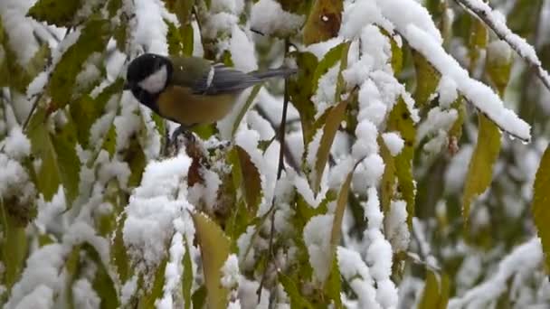 Small Nimble Tit Branch First Snow City — Video