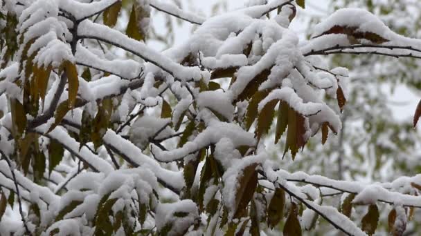 Branches Couvertes Neige Givre Sur Les Branches — Video