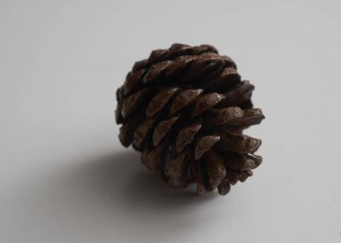 Noel kozalağı ağacı meyveleri beyaz arkaplanda izole edilir