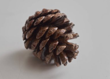 Noel kozalağı ağacı meyveleri beyaz arkaplanda izole edilir