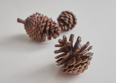 Noel kozalağı ağacı meyveleri beyaz arkaplanda izole edilir