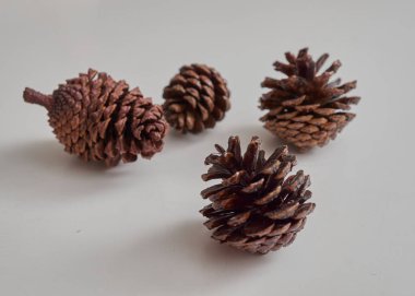 Noel kozalağı ağacı meyveleri beyaz arkaplanda izole edilir