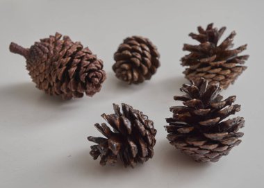 Noel kozalağı ağacı meyveleri beyaz arkaplanda izole edilir