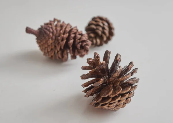 Noel kozalağı ağacı meyveleri beyaz arkaplanda izole edilir