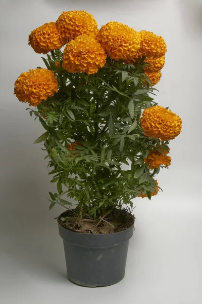 Cempazuchil çiçeği Meksika 'da Ölüler Günü' nün geleneksel çiçeği