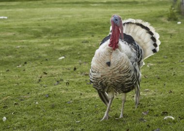 Yeşil çimenlikte beyaz hindi