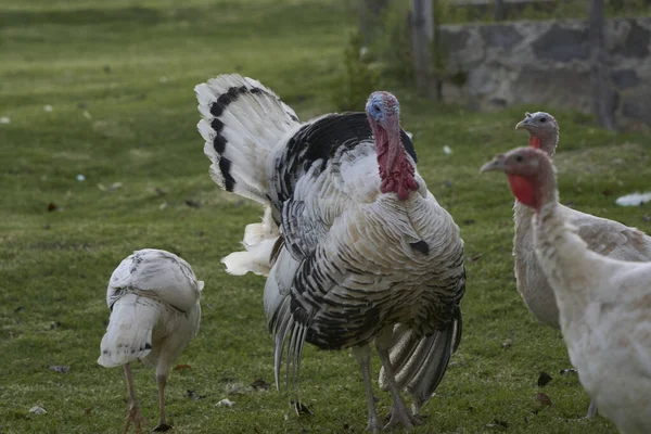 White Turkey Green Grass Field — Stock Photo, Image