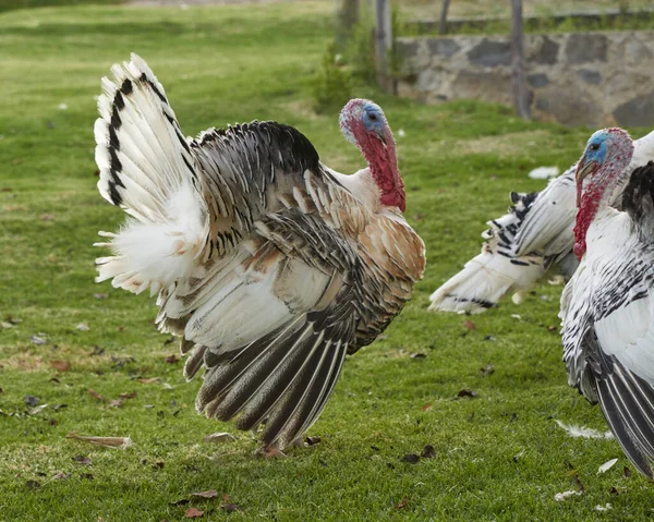 Yeşil çimenlikte beyaz hindi