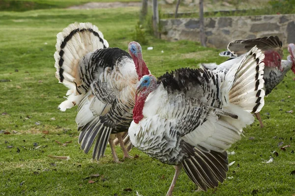 Yeşil çimenlikte beyaz hindi